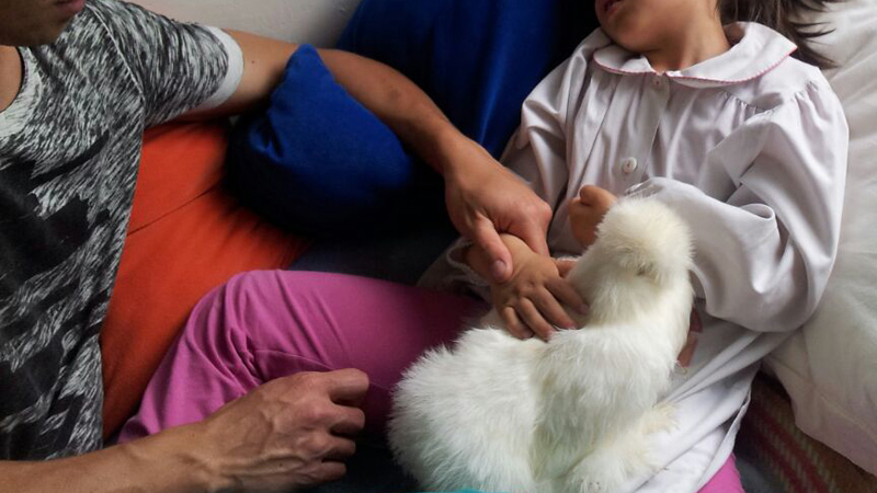 I primi contatti tra la bambina destinataria dell'esperienza di pet-therapy e un esemplare di gallina moroseta bianca