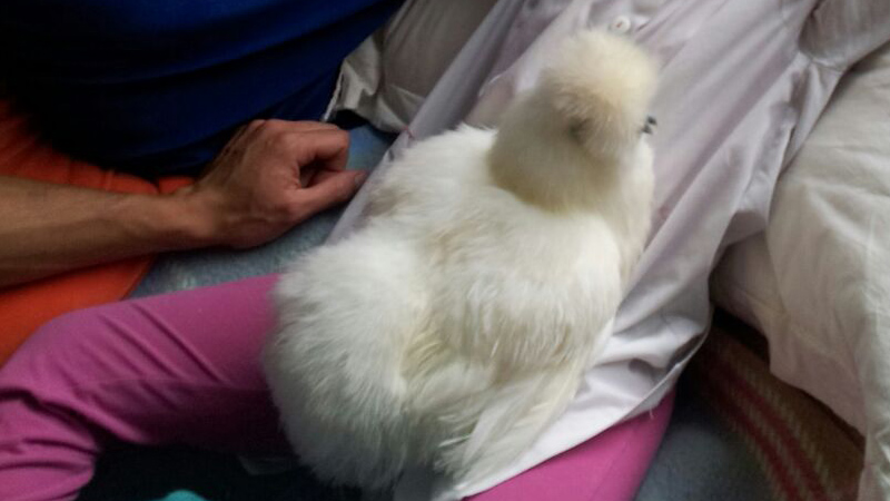 Bambina che svolge per-therapy con esemplare di gallina ornamentale Moroseta bianca