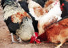 Mangime biologico per galline: tutti quelli disponibili in commercio | Tuttosullegalline.it