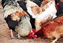 Mangime biologico per galline: tutti quelli disponibili in commercio | Tuttosullegalline.it