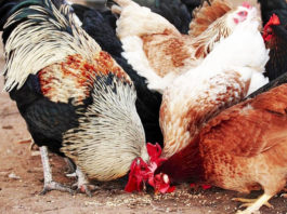 Mangime biologico per galline: tutti quelli disponibili in commercio | Tuttosullegalline.it
