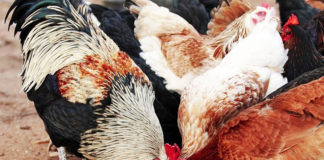 Mangime biologico per galline: tutti quelli disponibili in commercio | Tuttosullegalline.it