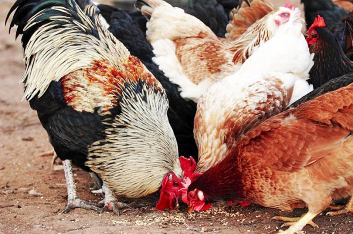 Mangime biologico per galline: tutti quelli disponibili in commercio | Tuttosullegalline.it