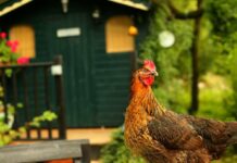 Pollaio e salute delle galline: 3 caratteristiche del ricovero da rispettare | Tuttosullegalline.it