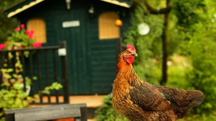 Pollaio e salute delle galline: 3 caratteristiche del ricovero da rispettare | Tuttosullegalline.it