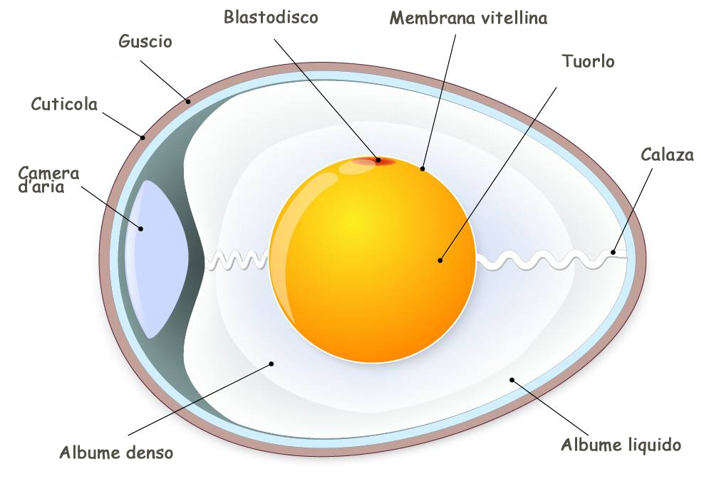 La camera d'aria ubicata all'estremità più rotondeggiante dell'uovo