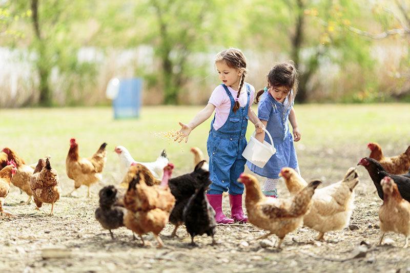 Bambini e galline, crescere con un pollaio domestico