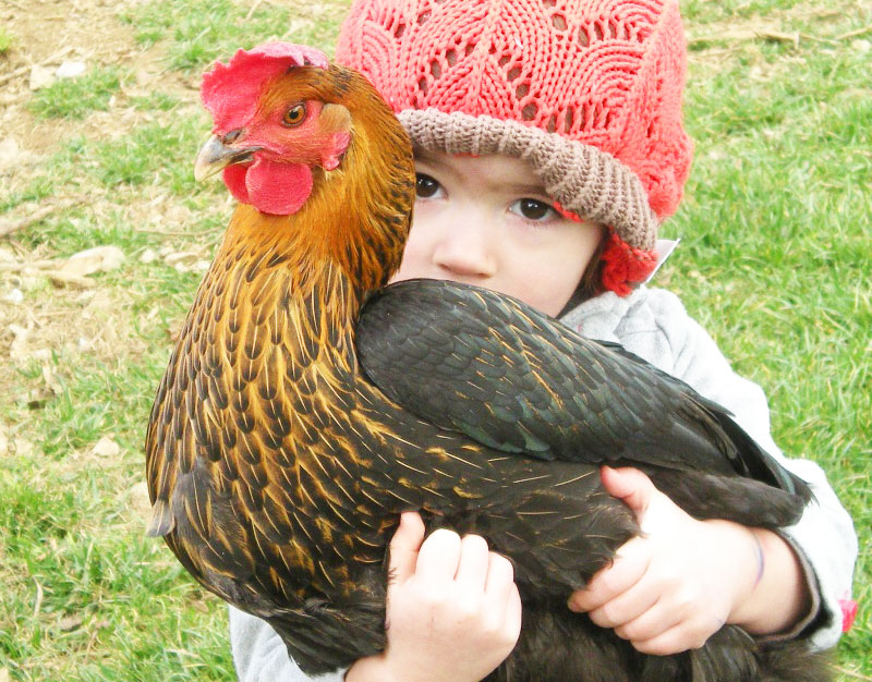 Bambini e galline, crescere con un pollaio domestico