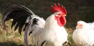 Chabo (Nagasaki): la deliziosa gallina "bassotta" giapponese | Tuttosullegalline.it