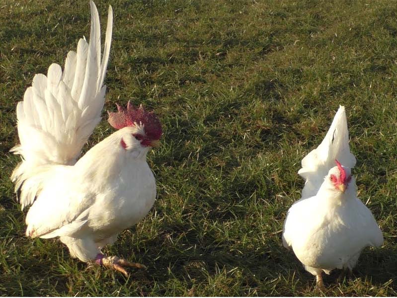 Gallo e gallina Chabo Okina