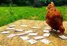Video divertenti di galline che superano prove e giochi di abilità | Tuttosullegalline.it