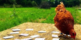 Video divertenti di galline che superano prove e giochi di abilità | Tuttosullegalline.it