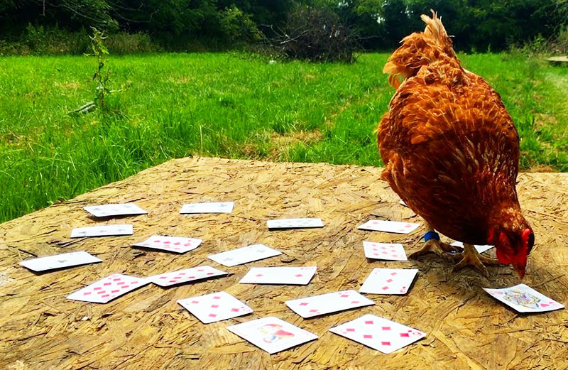 Video divertenti di galline e animali, Video spiritosi e scherzosi