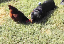 Video divertenti di galline e cani Rottweiler | Tuttosullegalline.it