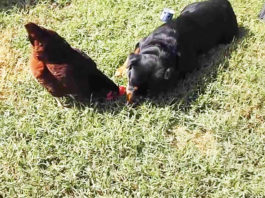 Video divertenti di galline e cani Rottweiler | Tuttosullegalline.it