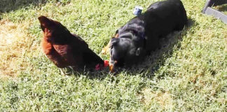 Video divertenti di galline e cani Rottweiler | Tuttosullegalline.it