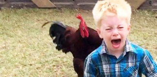 Video divertenti (e dolci) di bambini alle prese con galli e galline | Tuttosullegalline.it
