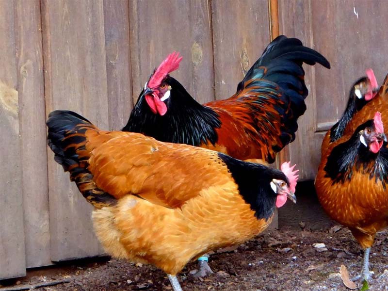 Il piumaggio a contrasto in galli e galline di razza Vorwerk
