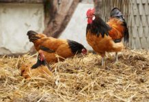 Vorwerk: gallina ovaiola dal manto a folletto | Tuttosullegalline.it