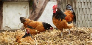 Vorwerk: gallina ovaiola dal manto a folletto | Tuttosullegalline.it