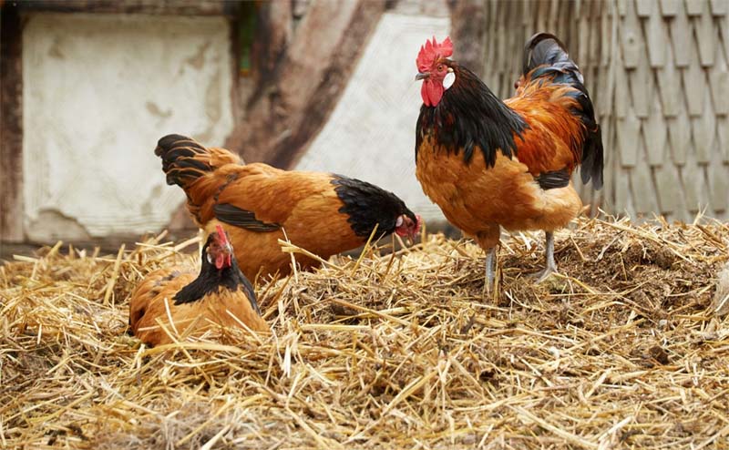 Vorwerk: gallina ovaiola dal manto a folletto | Tuttosullegalline.it