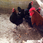 Allevamento amatoriale razze avicole Marans, Brahma, Australorp e Collo nudo