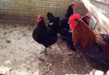 Allevamento amatoriale razze avicole Marans, Brahma, Australorp e Collo nudo