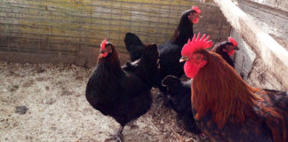 Allevamento amatoriale razze avicole Marans, Brahma, Australorp e Collo nudo