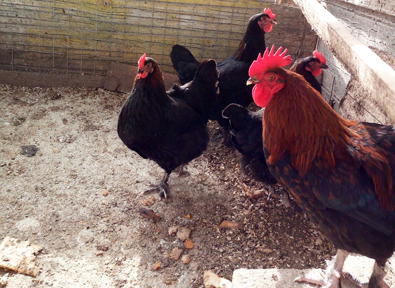 Allevamento amatoriale razze avicole Marans, Brahma, Australorp e Collo nudo