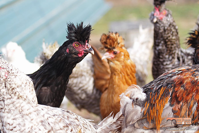 Allevamento galline di razza Polverara