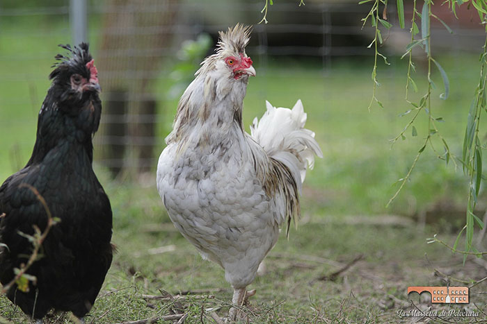 Allevamento galline di razza Polverara