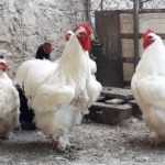 Ca' dei Bartoli | Allevamento amatoriale galline ornamentali e ovaiole