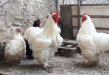Ca' dei Bartoli | Allevamento amatoriale galline ornamentali e ovaiole