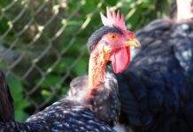 Gallina ovaiola Collo nudo italiana: origini e caratteristiche | Tuttosullegalline.it