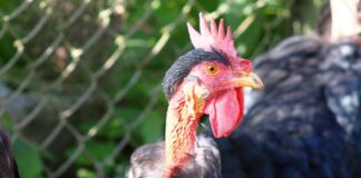 Gallina ovaiola Collo nudo italiana: origini e caratteristiche | Tuttosullegalline.it