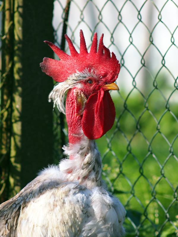 Gallo collo nudo razza italiana