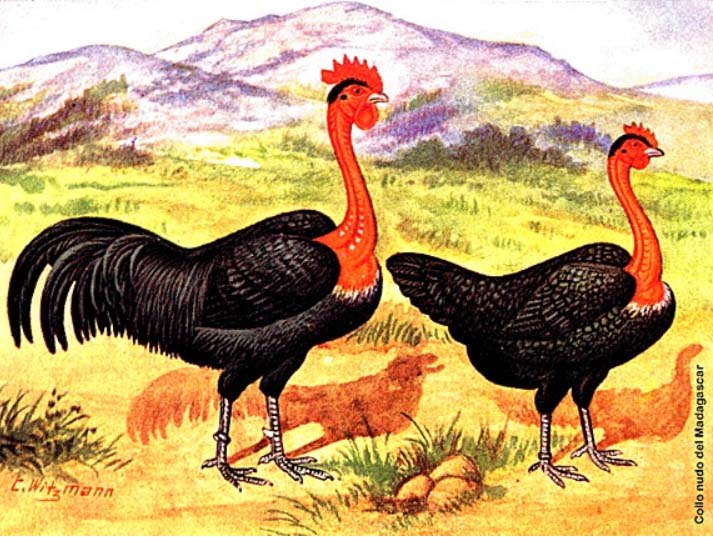 gallina combattente collo nudo del Madagascar