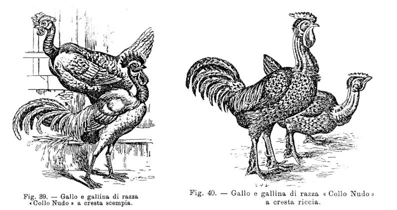 Disegni di galline ovaiole razza collo nudo