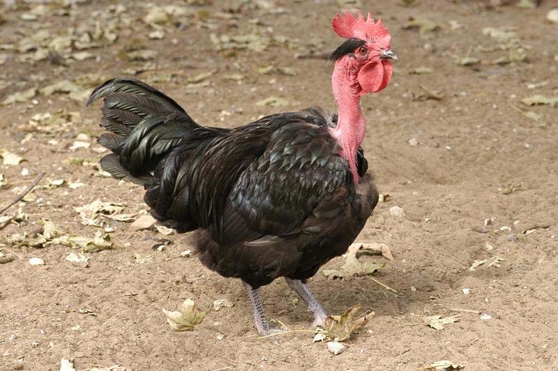 Esemplare di gallina ovaiola Collo nudo della Transilvania