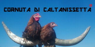 Cornuta di Caltanissetta - Marchio Registrato