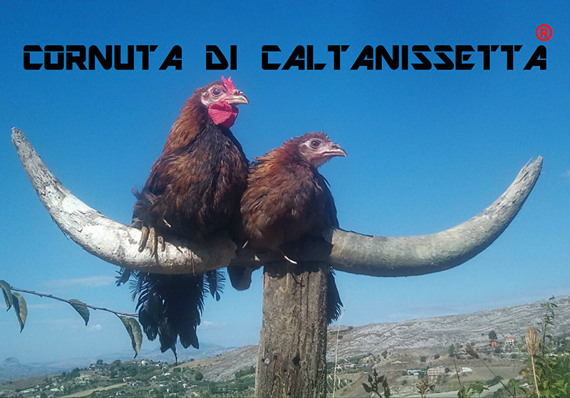 Cornuta di Caltanissetta - Marchio Registrato