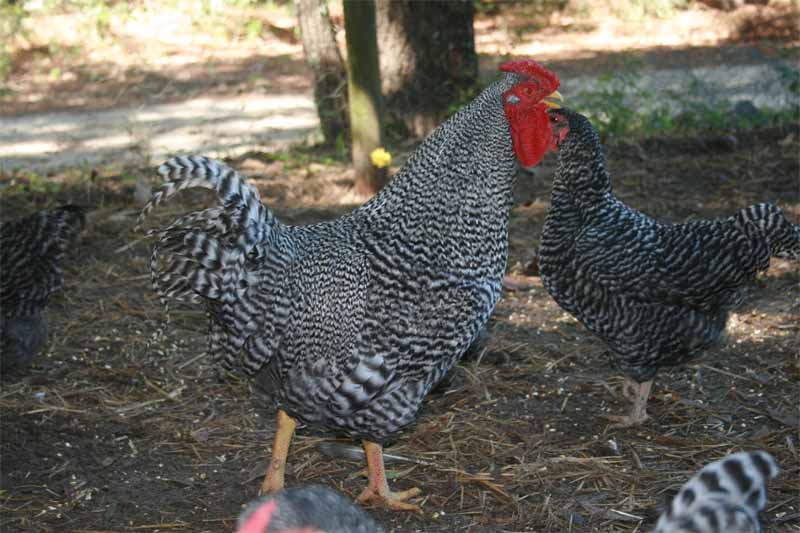 Gallo di razza Dominicana dal piumaggio barrato con tonalità più chiara del barrato delle galline