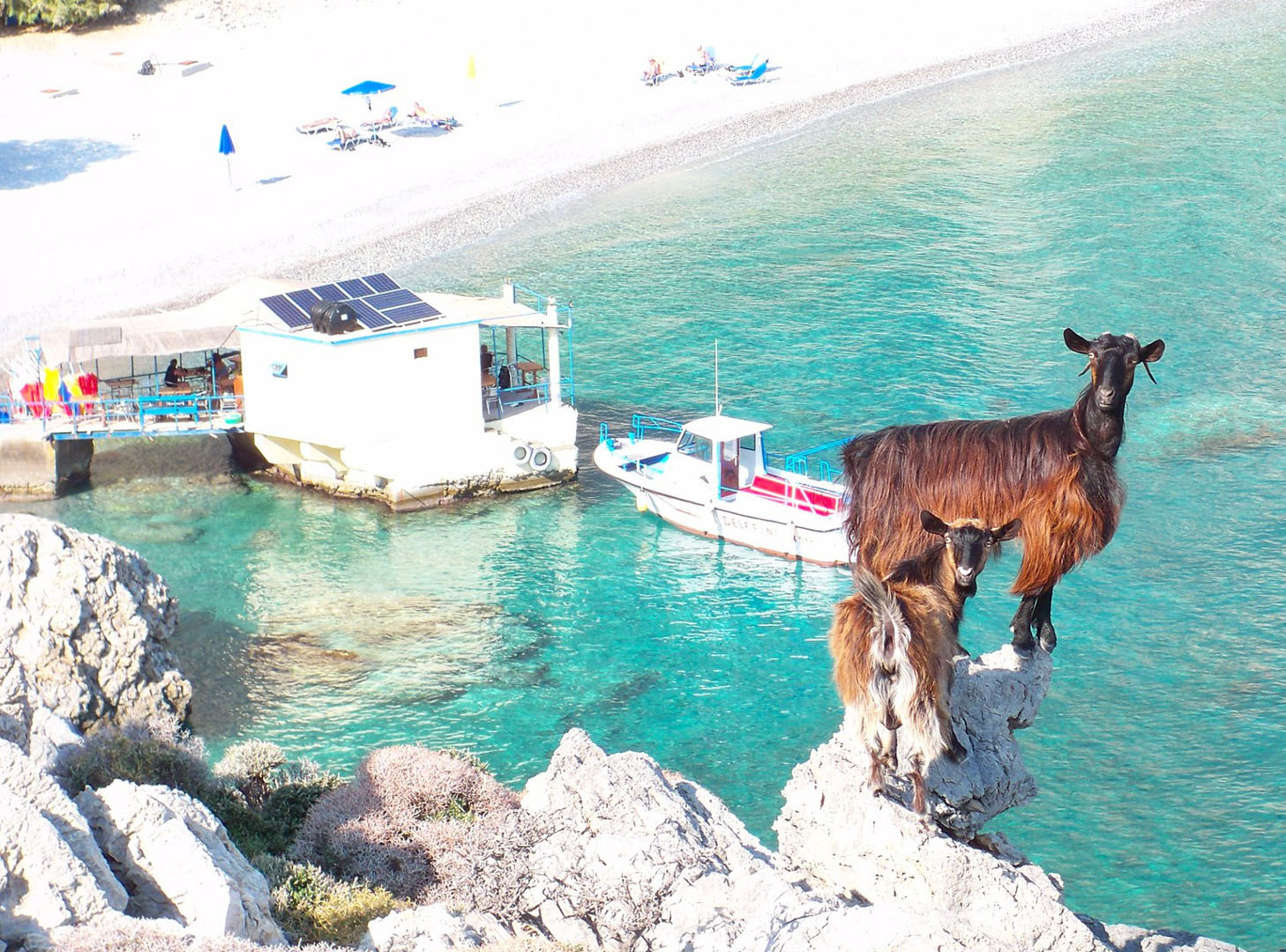 Le capre selvatiche che scendono sulla Spiaggia di Glika Nera a Creta