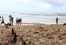 Chicken's beach: alle Hawaii in spiaggia con le galline (Ke'e beach) | Tuttosullegalline.it