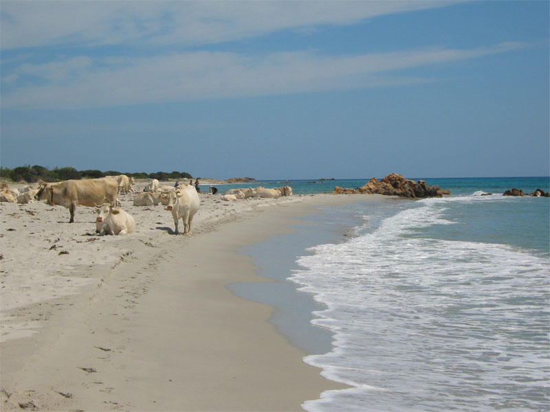 Le mucche brade sulla Spiaggia di Berchida in Sardegna