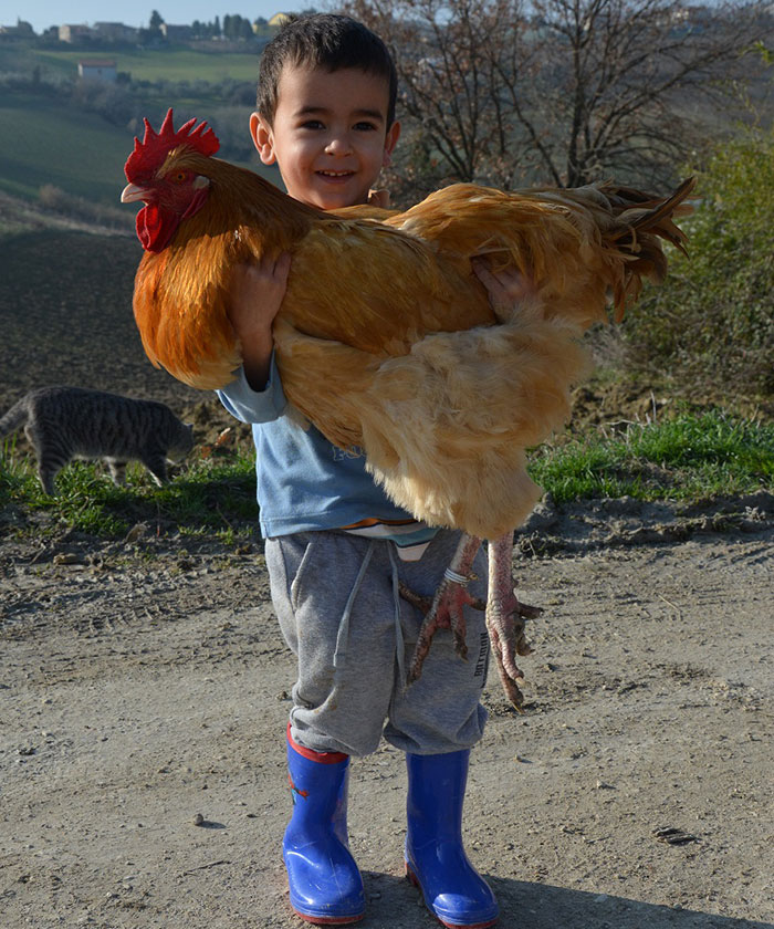 Il Paradiso dei Polli, allevamento galline ornamentali e ovaiole