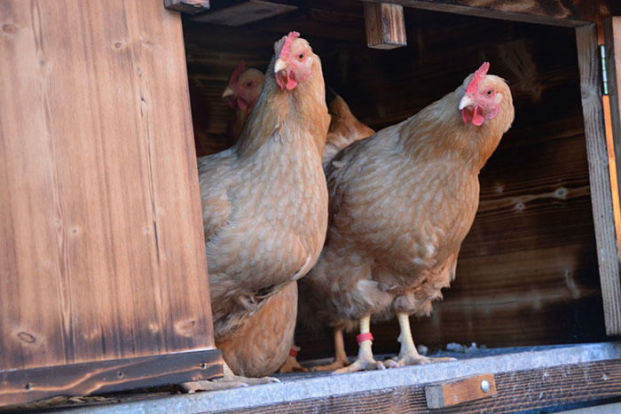 Il Paradiso dei Polli, allevamento galline ornamentali e ovaiole