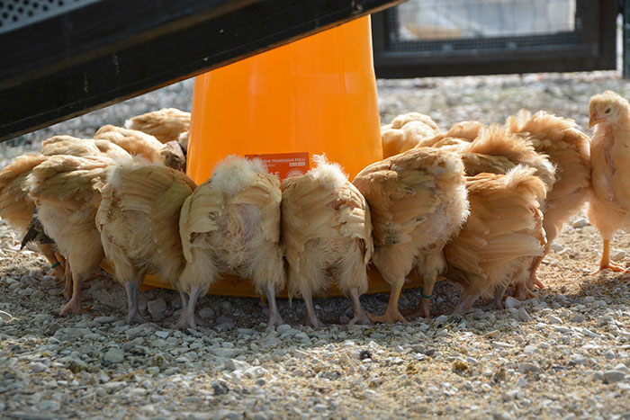 Il Paradiso dei Polli, allevamento galline ornamentali e ovaiole