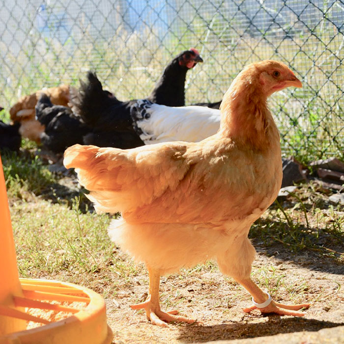 Il Paradiso dei Polli, allevamento galline ornamentali e ovaiole