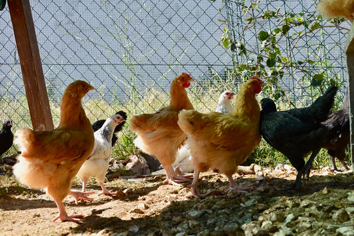 Il Paradiso dei Polli, allevamento galline ornamentali e ovaiole